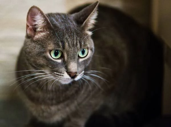 Gatta grigia tigrata indoor smarrita a Palermo  | Foto 1