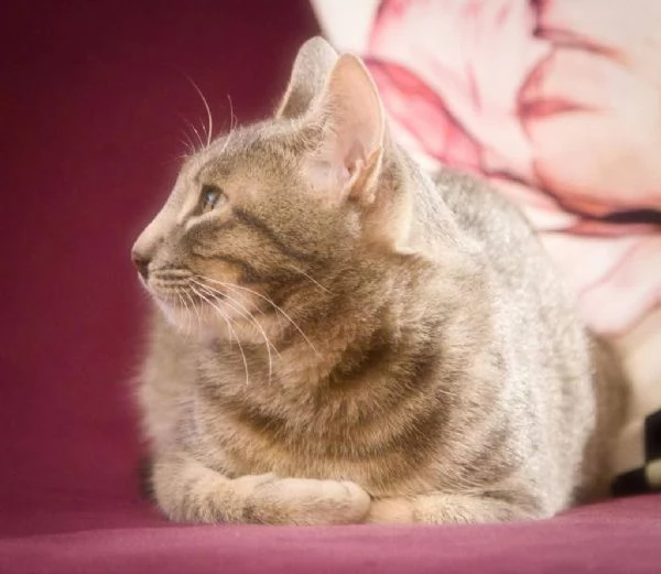 Gatta grigia tigrata indoor smarrita a Palermo  | Foto 0