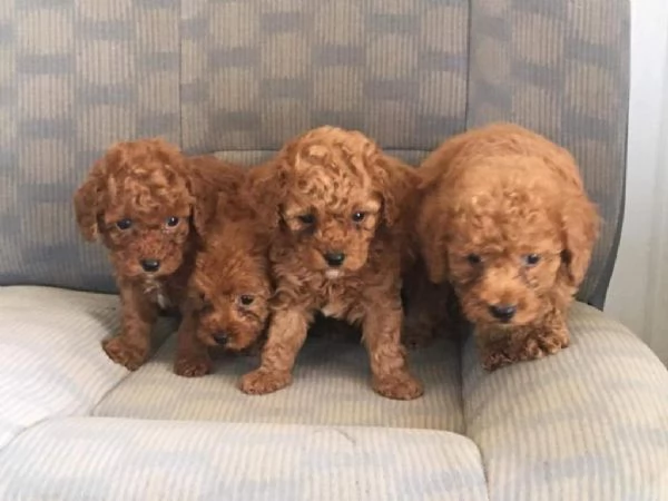 Regalo cuccioli di barboncino maschio e femmina | Foto 0