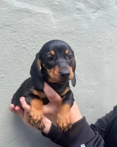 Regalo cuccioli di  Bassotto maschio e femmina | Foto 2