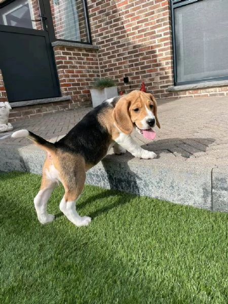 Regalo cuccioli di  Beagle maschio e femmina | Foto 2