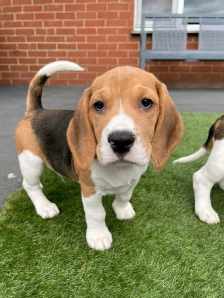 Regalo cuccioli di  Beagle maschio e femmina | Foto 1
