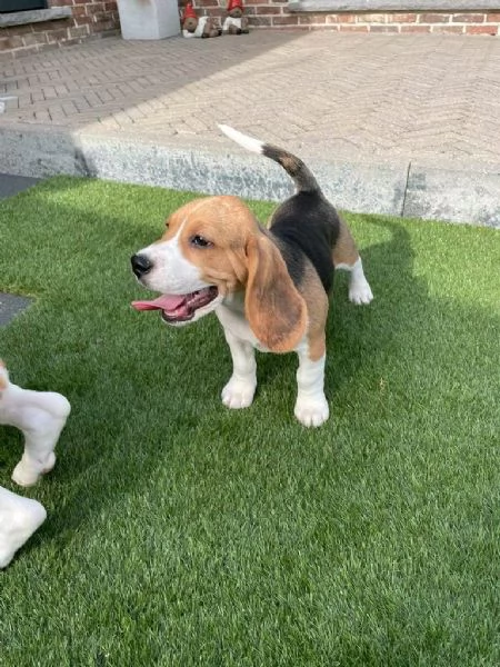 Regalo cuccioli di  Beagle maschio e femmina