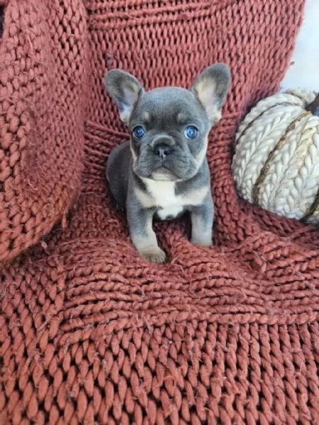 Regalo cuccioli di Bulldog francese maschio e femmina