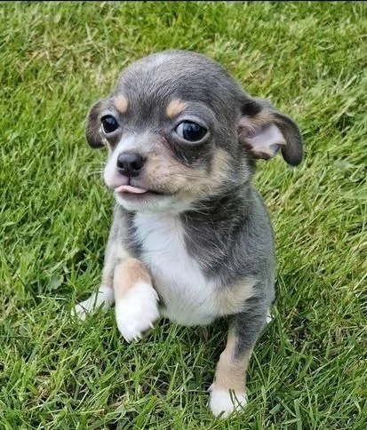Regalo cuccioli di  Chihuahua maschio e femmina | Foto 2