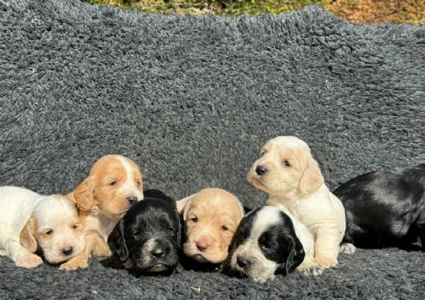 Regalo cuccioli di  Cocker Spaniel Inglese maschio e femmina | Foto 2