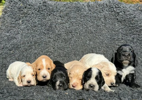 Regalo cuccioli di  Cocker Spaniel Inglese maschio e femmina | Foto 1