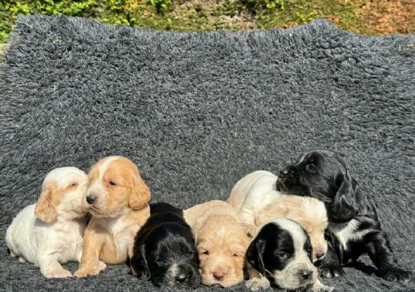 Regalo cuccioli di  Cocker Spaniel Inglese maschio e femmina | Foto 0