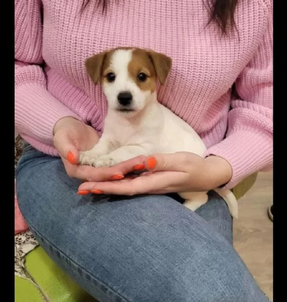 Regalo cuccioli di  Jack Russel maschio e femmina | Foto 0