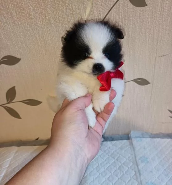 Regalo cuccioli di  Volpino Pomerania maschio e femmina