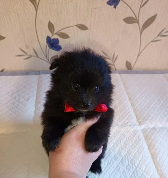 Regalo cuccioli di  Volpino Pomerania maschio e femmina | Foto 2
