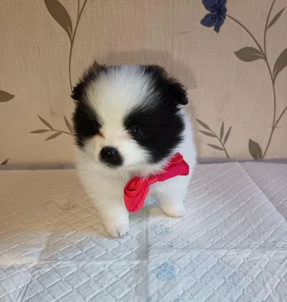 Regalo cuccioli di  Volpino Pomerania maschio e femmina | Foto 1