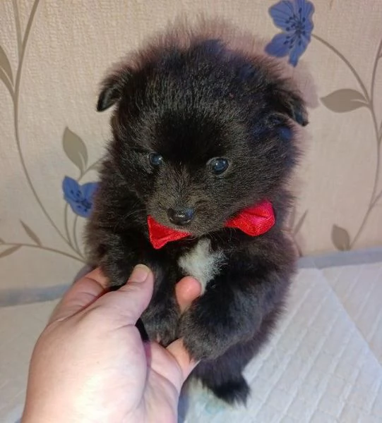 Regalo cuccioli di  Volpino Pomerania maschio e femmina | Foto 0