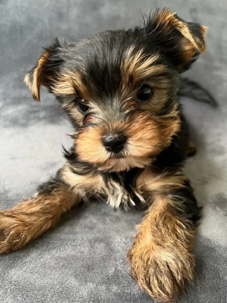 Regalo cuccioli di  Yorkshire maschio e femmina | Foto 0