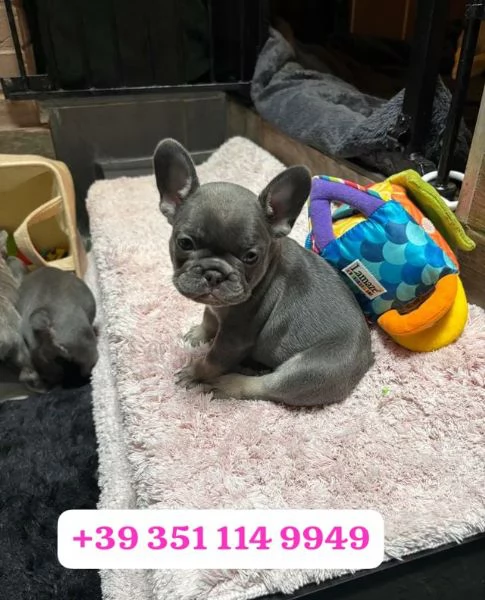 Regalo cuccioli di Bulldog francese maschio e femmina | Foto 0