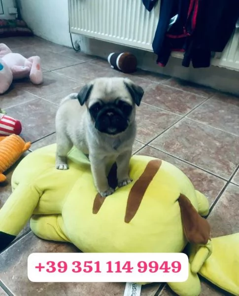 Regalo cuccioli di  Carlino maschio e femmina | Foto 2