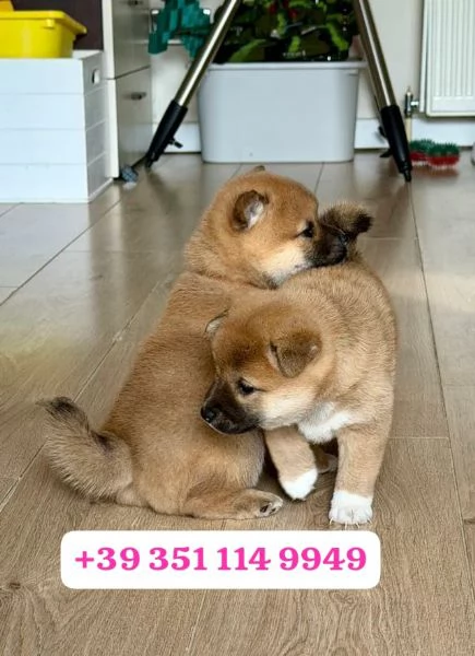 Regalo cuccioli di Shiba Inu maschio e femmina | Foto 0