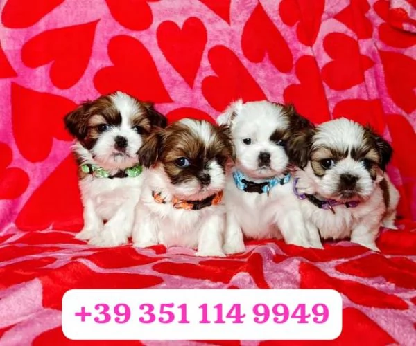 Regalo cuccioli di Shitzu maschio e femmina | Foto 1