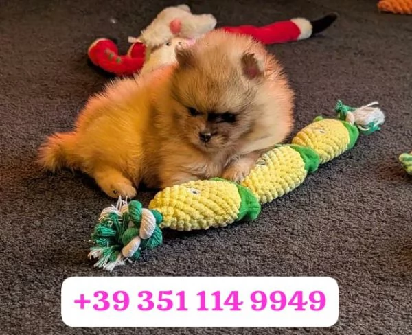 Regalo cuccioli di Volpino Pomerania maschio e femmina | Foto 0