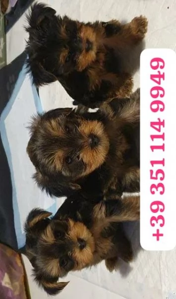 Regalo cuccioli di Yorkshire maschio e femmina | Foto 0