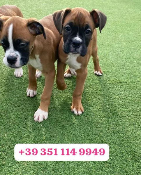 Regalo cuccioli di Boxer maschio e femmina | Foto 1