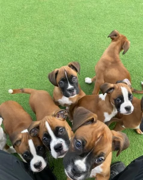 Regalo cuccioli di Boxer maschio e femmina