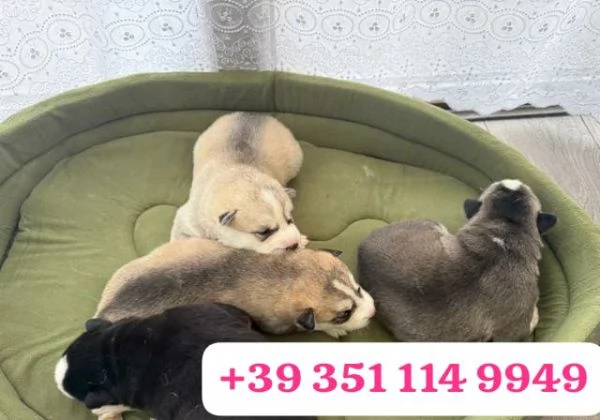 Regalo cuccioli di Husky maschio e femmina
