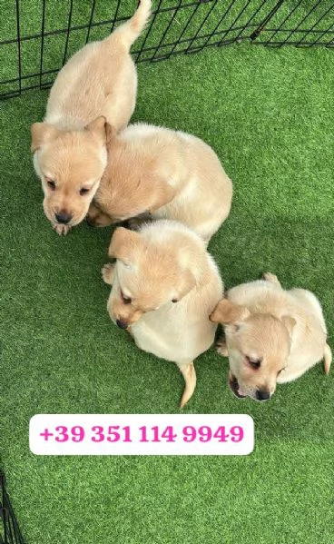 Regalo cuccioli di Labrador maschio e femmina