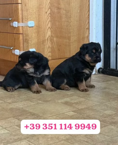 Regalo cuccioli di Rottweiler maschio e femmina