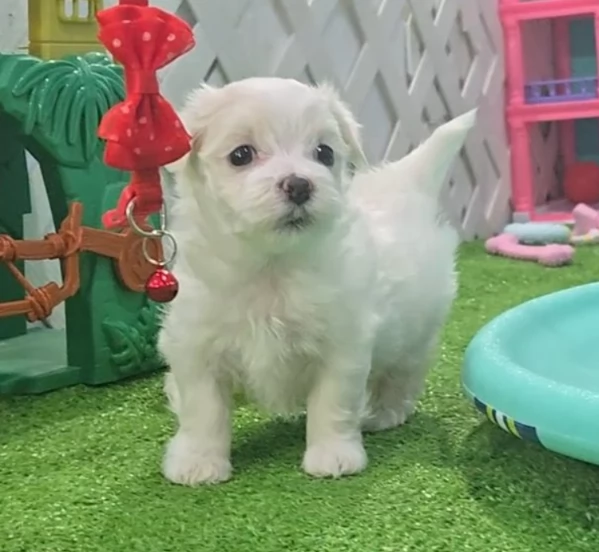Splendidi cuccioli di maltese