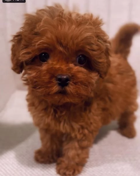 CUCCIOLI DI BARBONCINO TAGLIA TOY | Foto 0