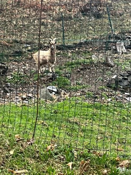 Becco dellAdamello  | Foto 6