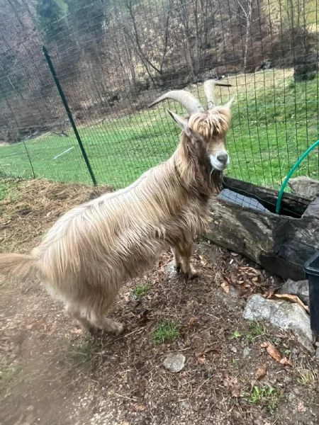 Becco dellAdamello  | Foto 5