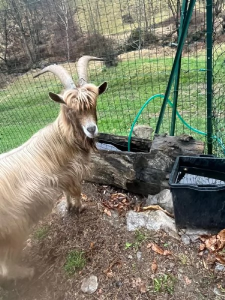 Becco dellAdamello  | Foto 2