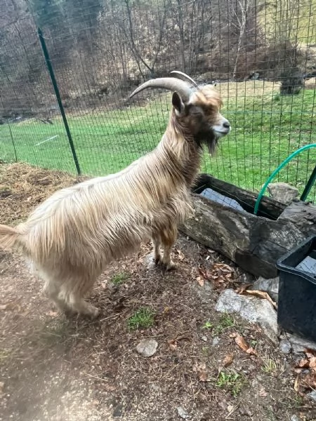 Becco dellAdamello  | Foto 1