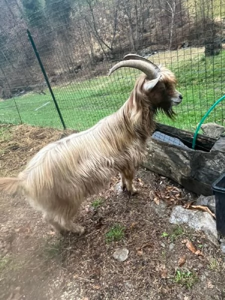 Becco dellAdamello  | Foto 0