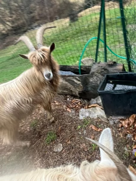 Becco dellAdamello  | Foto 0