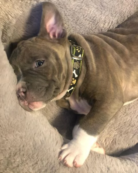 Cucciolo di pitbull dal naso blu  | Foto 1