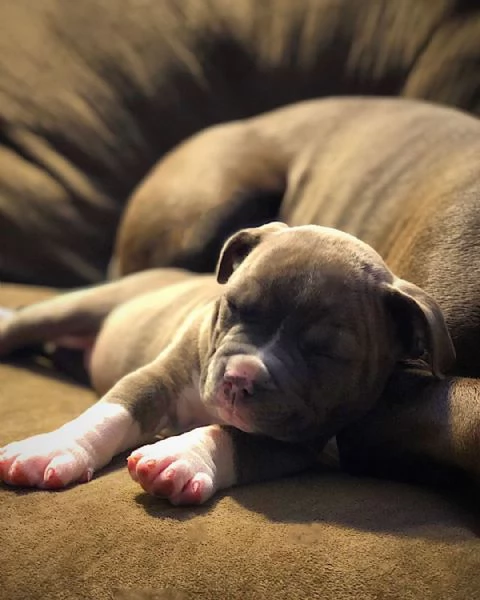 Cucciolo di pitbull dal naso blu  | Foto 0