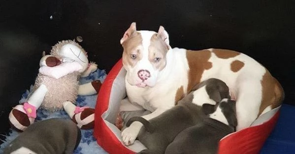 Cuccioli di Pitbull disponibili per ladozione gratuita  | Foto 1