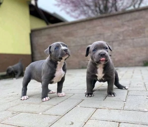 Cuccioli di Pitbull disponibili per ladozione gratuita  | Foto 0