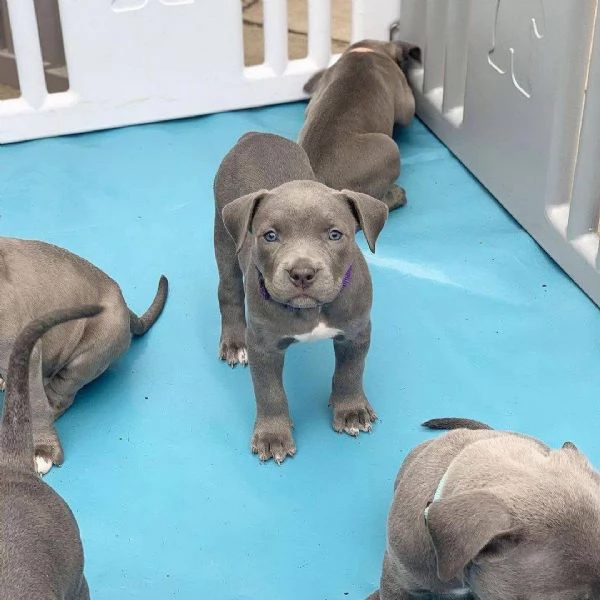 Cuccioli di Pitbull disponibili per ladozione gratuita 
