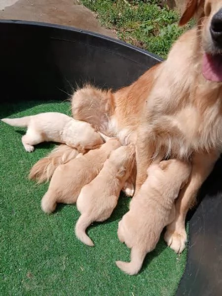 Cuccioli di Golden Retriever in adozione gratuita 