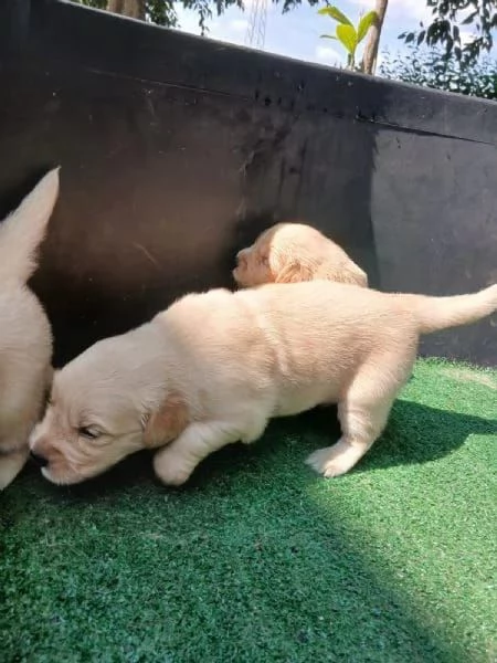 Cuccioli di Golden Retriever di razza pura di 10 settimane  | Foto 0