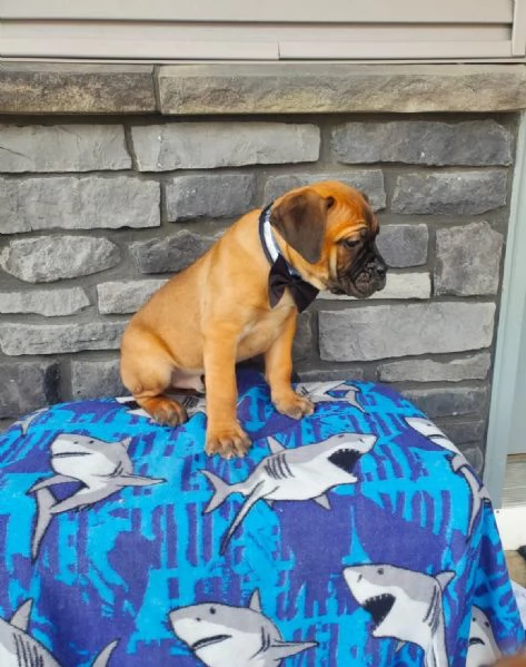 Cuccioli di Cane Corso Adorabili in Adozione  Trova il Tuo Nuovo Migliore Amico | Foto 6