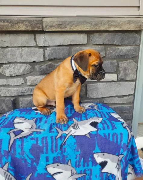 Cuccioli di Cane Corso Adorabili in Adozione  Trova il Tuo Nuovo Migliore Amico | Foto 2