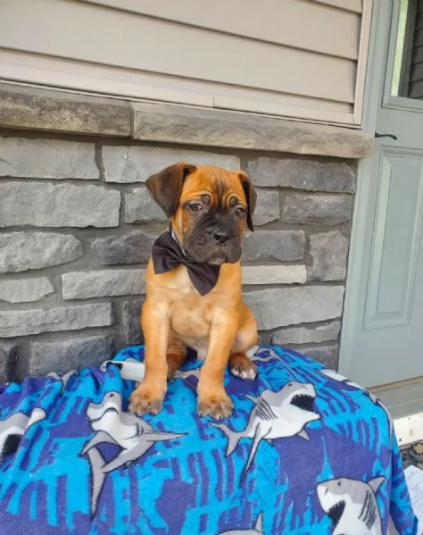 Cuccioli di Cane Corso Adorabili in Adozione  Trova il Tuo Nuovo Migliore Amico | Foto 3