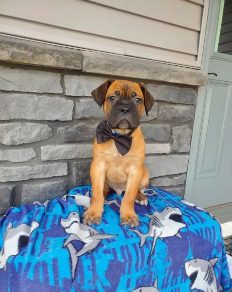 Cuccioli di Cane Corso Adorabili in Adozione  Trova il Tuo Nuovo Migliore Amico | Foto 1