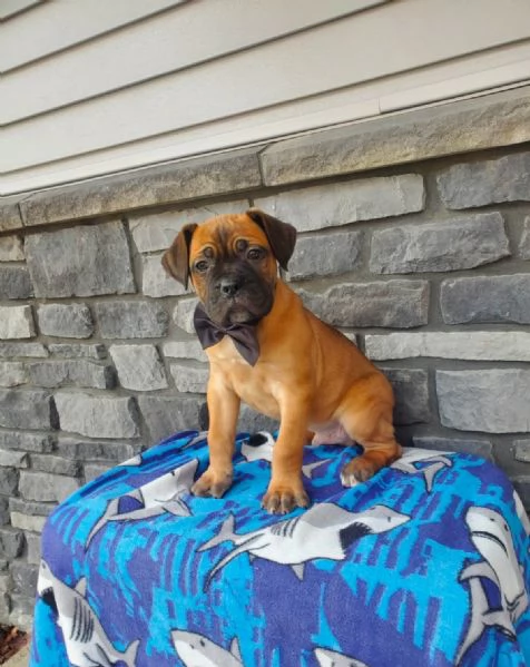 Cuccioli di Cane Corso Adorabili in Adozione  Trova il Tuo Nuovo Migliore Amico
