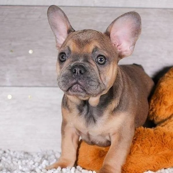 Cuccioli di Bouledogue Francese